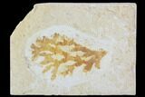 Fossil Plant (Brachyphyllum) - Solnhofen Limestone, Germany #100807-1